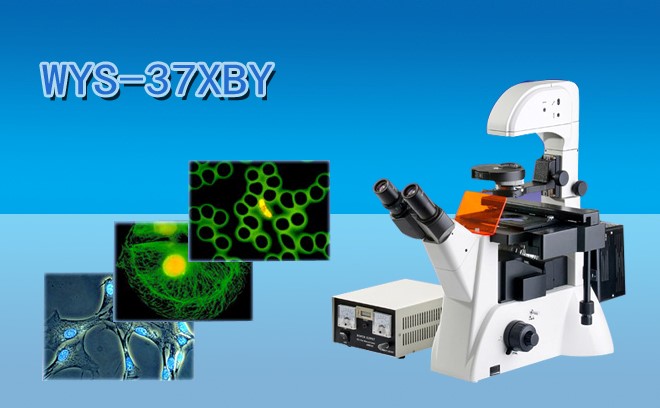 細(xì)胞研究用的生物顯微鏡分類和工作原理